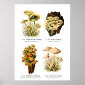 Fungi Poster (Vorne)