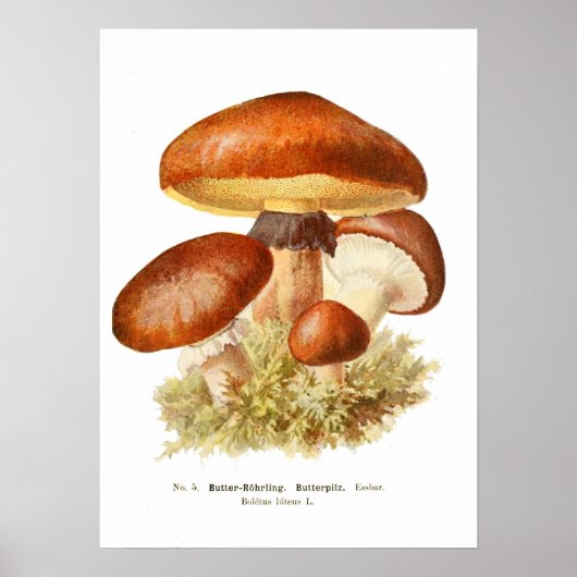 Fungi Poster (Vorne)