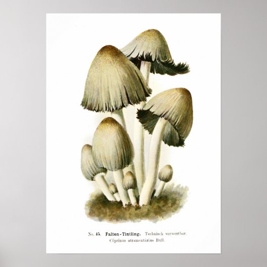Fungi Poster (Vorne)