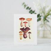 Fungi Postkarte (Stehend Vorderseite)