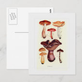 Fungi Postkarte (Vorne/Hinten)