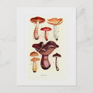 Fungi Postkarte