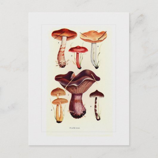 Fungi Postkarte (Vorderseite)