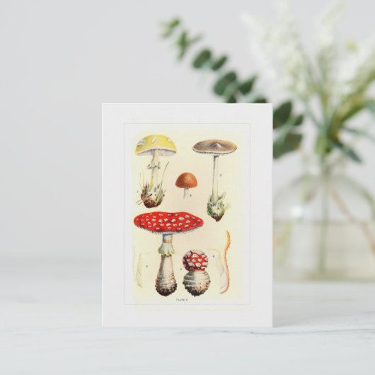 Fungi Postkarte (Stehend Vorderseite)