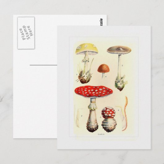 Fungi Postkarte (Vorne/Hinten)