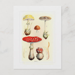 Fungi Postkarte