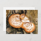 FUNGI POSTKARTE (Vorne/Hinten)