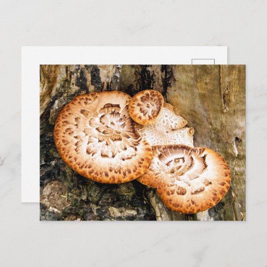 FUNGI POSTKARTE (Vorne/Hinten)