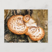 FUNGI POSTKARTE (Vorderseite)