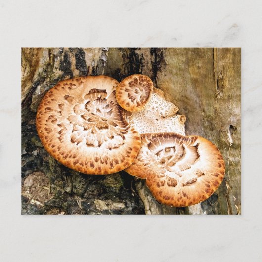 FUNGI POSTKARTE (Vorderseite)