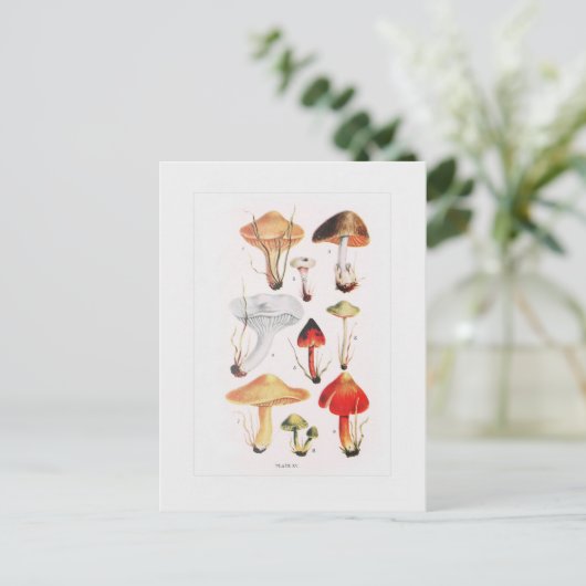 Fungi Postkarte (Stehend Vorderseite)