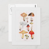 Fungi Postkarte (Vorne/Hinten)