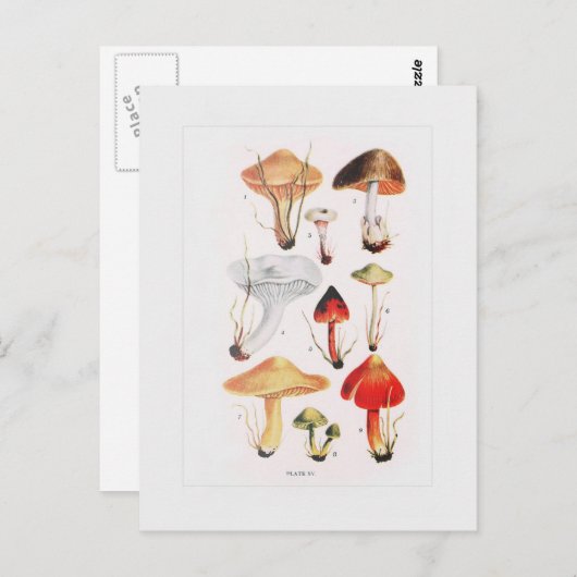Fungi Postkarte (Vorne/Hinten)