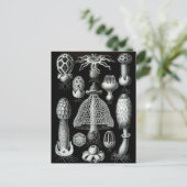 Fungi Postkarte (Stehend Vorderseite)