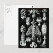 Fungi Postkarte (Vorne/Hinten)