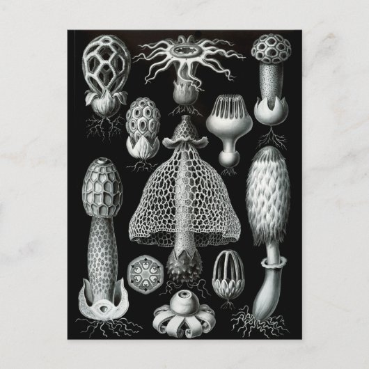 Fungi Postkarte (Vorderseite)