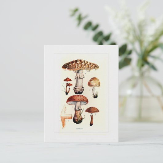 Fungi Postkarte (Stehend Vorderseite)