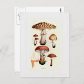 Fungi Postkarte (Vorne/Hinten)