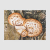 FUNGI SEIDENPAPIER (Vorderseite)