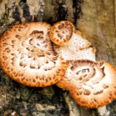 FUNGI THERMOSBECHER