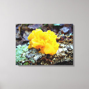 Fungi Tremella Mesenterica Canvas Print Leinwanddruck