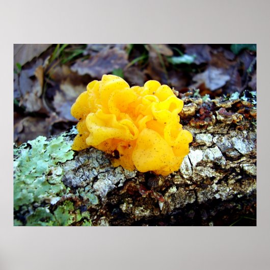 Fungi Tremella Mesenterica Poster (Vorne)