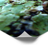 Fungi Tremella Mesenterica Poster (Ecke)