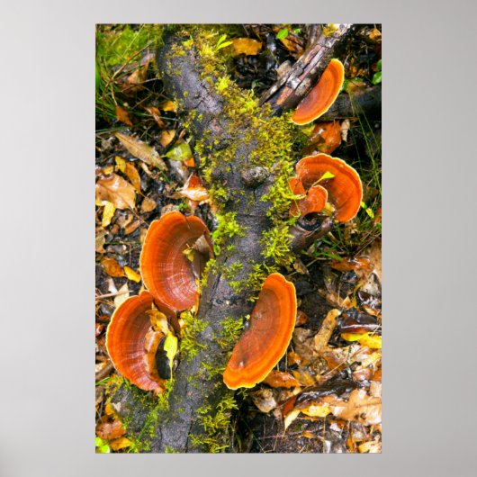Fungi wachsen auf Zweigen, die Knysna-Amatole Poster (Vorne)