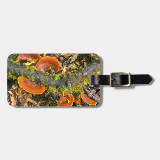 Fungi wächst auf Zweigen, die Knysna-Amatole Gepäckanhänger (Vorderseite horizontal)