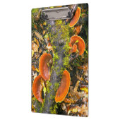 Fungi wächst auf Zweigen, die Knysna-Amatole Klemmbrett (Links)