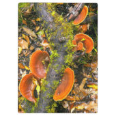 Fungi wächst auf Zweigen, die Knysna-Amatole Klemmbrett (Rückseite)