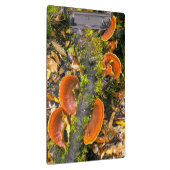 Fungi wächst auf Zweigen, die Knysna-Amatole Klemmbrett (Rechts)