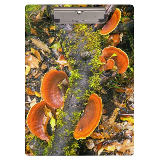 Fungi wächst auf Zweigen, die Knysna-Amatole Klemmbrett (Vorderseite)