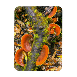 Fungi wächst auf Zweigen, die Knysna-Amatole Magnet