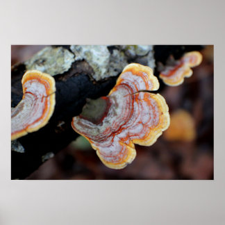 Fungus an einer Zweigstelle Poster