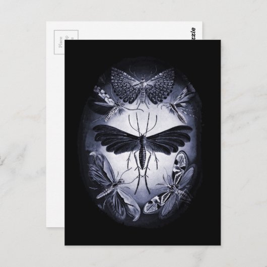 Fungus Moths in Twighlight Postkarte (Vorne/Hinten)