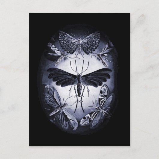 Fungus Moths in Twighlight Postkarte (Vorderseite)