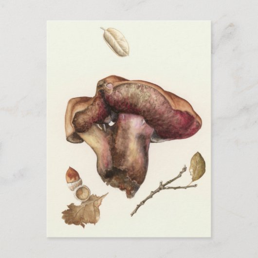 Fungus Postkarte (Vorderseite)