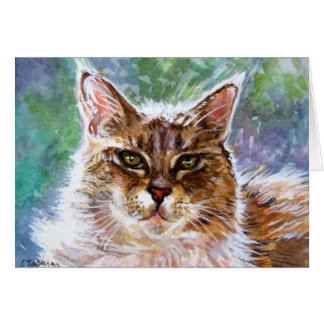 Funkeln die Katze