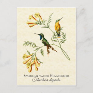 Funkelnder Schwanzkolibri Vintage-Kunst Postkarte