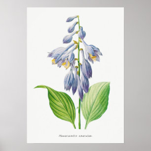 Funkie Hosta-Blüte Botanisches Vintage Poster