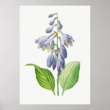 Funkie Hosta-Blüte Botanisches Vintage