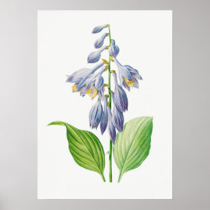 Funkie Hosta-Blüte Botanisches Vintage Poster