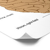 Funktionen des Hirnposters Poster (Ecke)