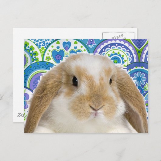 Funky Bunny Postkarte (Vorne/Hinten)