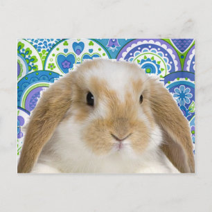 Funky Bunny Postkarte