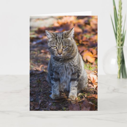 Funky Cat Faltenkarte Karte (Vorderseite)