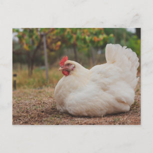 Funky Chicken Hen Hy Line Silver Brown Postkarte