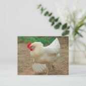 Funky Chicken Hen Hy Line Silver Brown Postkarte (Stehend Vorderseite)