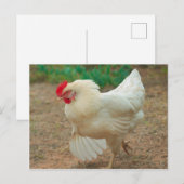 Funky Chicken Hen Hy Line Silver Brown Postkarte (Vorne/Hinten)